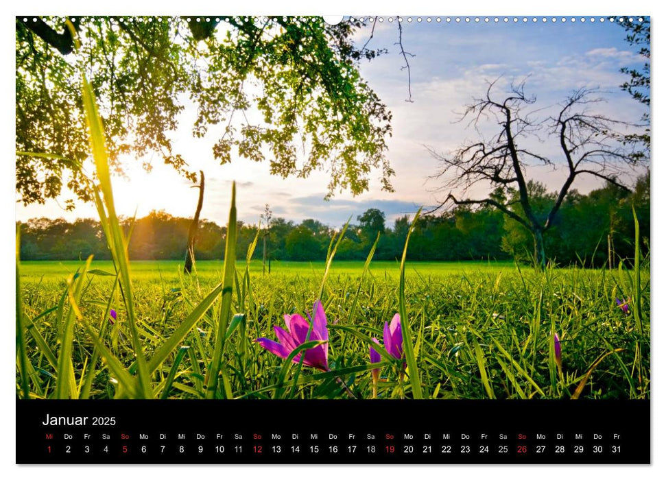 Mannheimer Waldpark (CALVENDO Premium Wandkalender 2025)