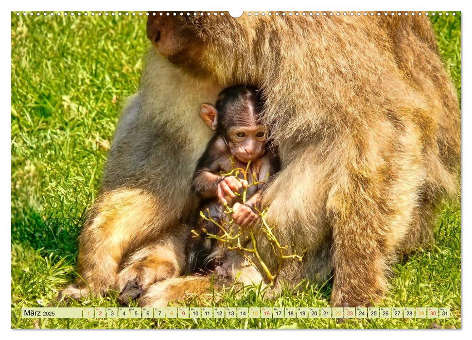 Affen - Affenkinder (CALVENDO Premium Wandkalender 2025)