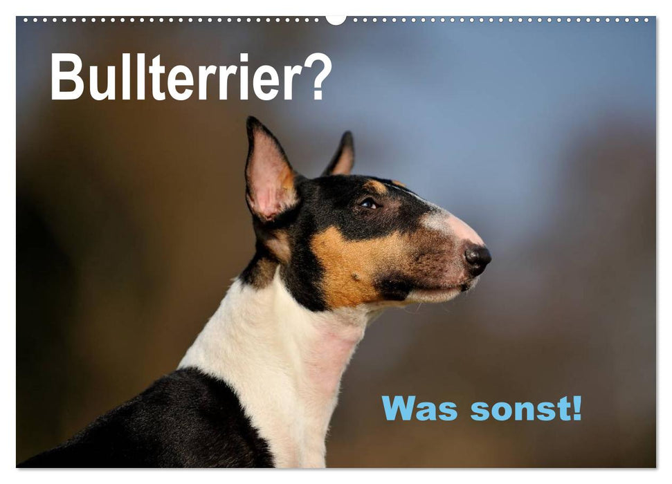 Bullterrier? Was sonst! (CALVENDO Wandkalender 2025)