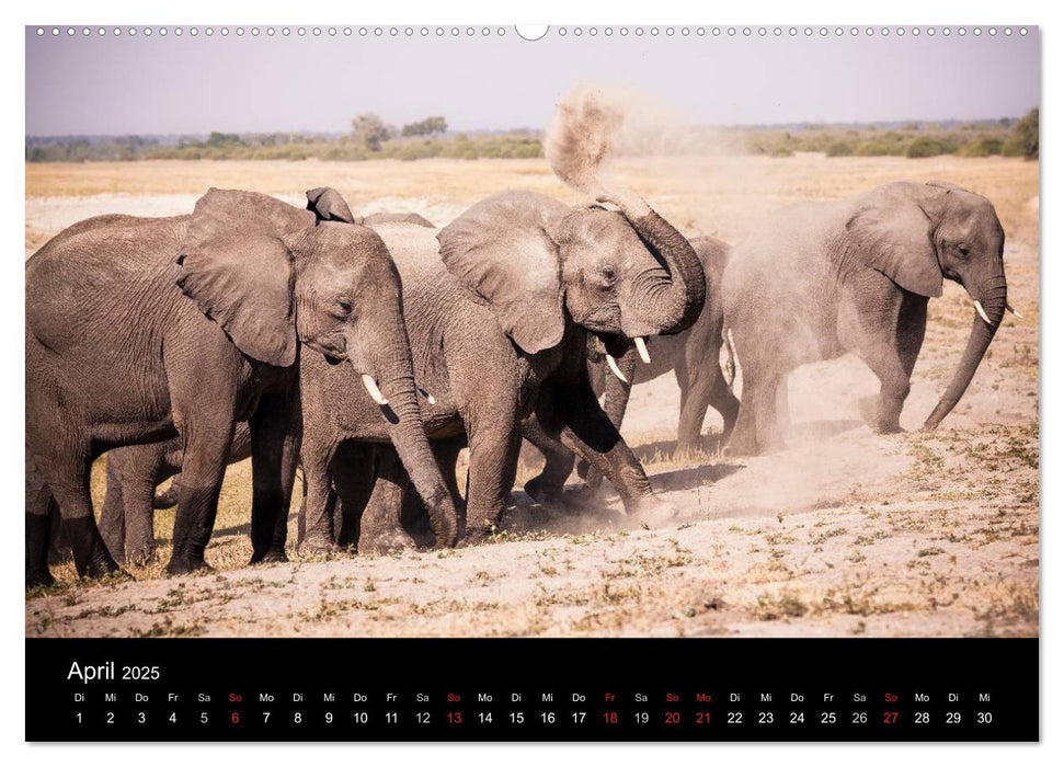 Elefanten - Die sanften Riesen Afrikas (CALVENDO Premium Wandkalender 2025)