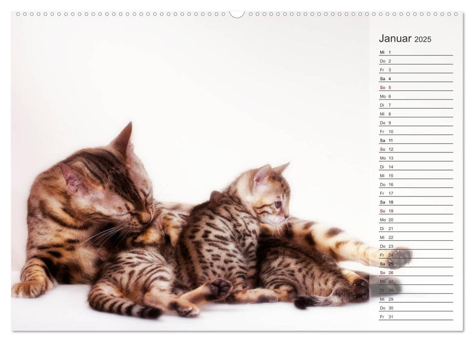 Die Bengalkatze. Edition Jungtiere (CALVENDO Premium Wandkalender 2025)