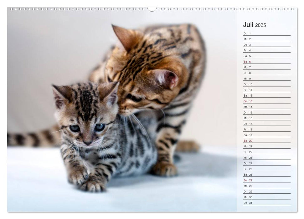 Die Bengalkatze. Edition Jungtiere (CALVENDO Premium Wandkalender 2025)