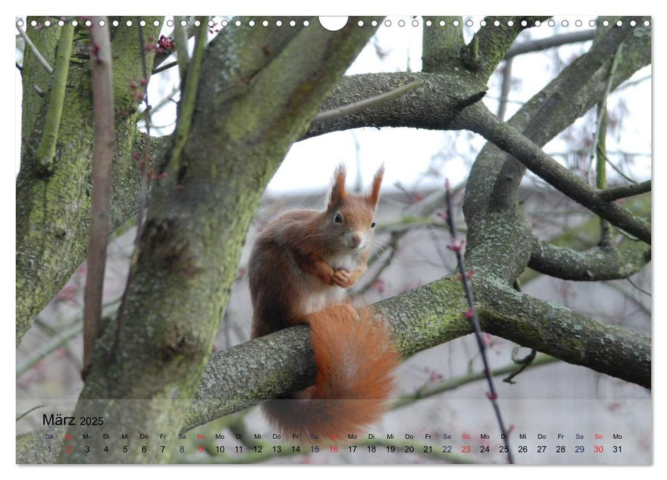 Spaß mit Eichhörnchen! (CALVENDO Wandkalender 2025)