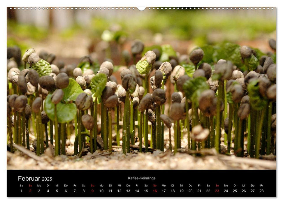 Zu Besuch beim Kaffee (CALVENDO Wandkalender 2025)