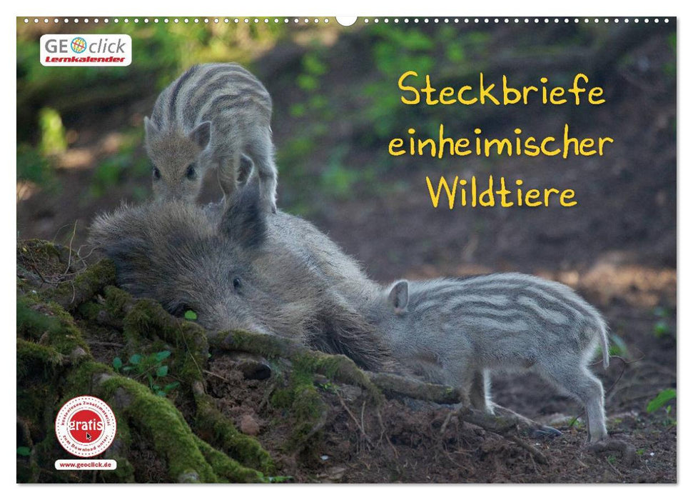 GEOclick Lernkalender: Steckbriefe einheimischer Wildtiere (CALVENDO Wandkalender 2025)