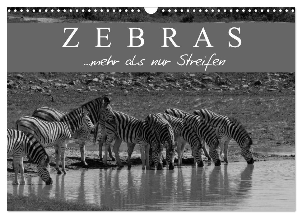 Zebras - Mehr als nur Streifen (CALVENDO Wandkalender 2025)