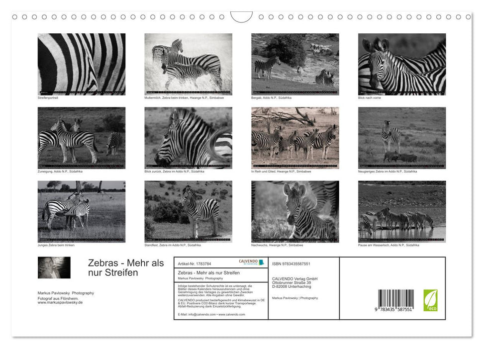 Zebras - Mehr als nur Streifen (CALVENDO Wandkalender 2025)