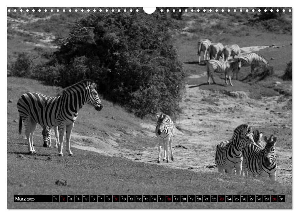 Zebras - Mehr als nur Streifen (CALVENDO Wandkalender 2025)