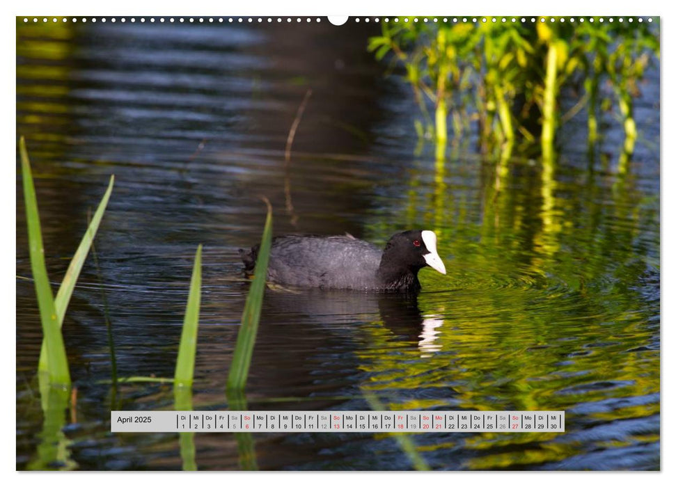 Kleine Wunder im Bienwald (CALVENDO Premium Wandkalender 2025)