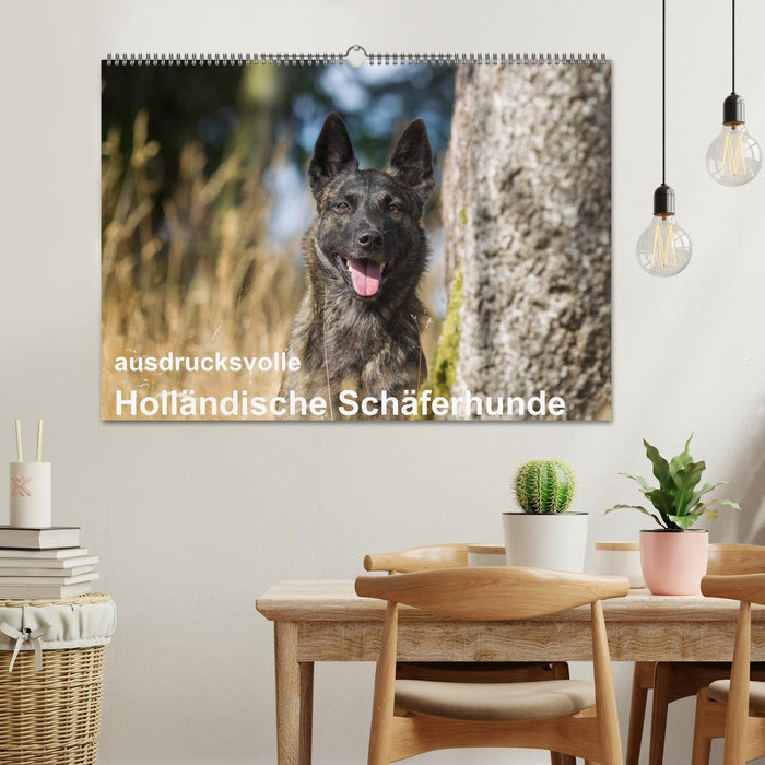 ausdrucksvolle Holländische Schäferhunde (CALVENDO Wandkalender 2025)