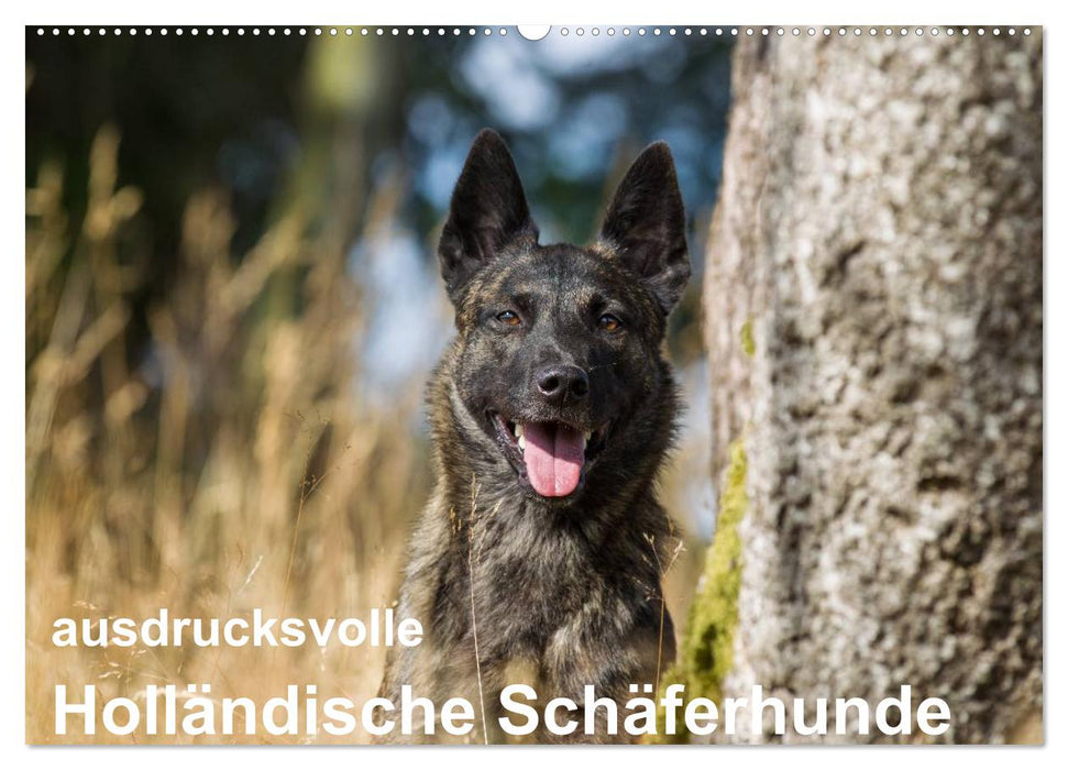 ausdrucksvolle Holländische Schäferhunde (CALVENDO Wandkalender 2025)