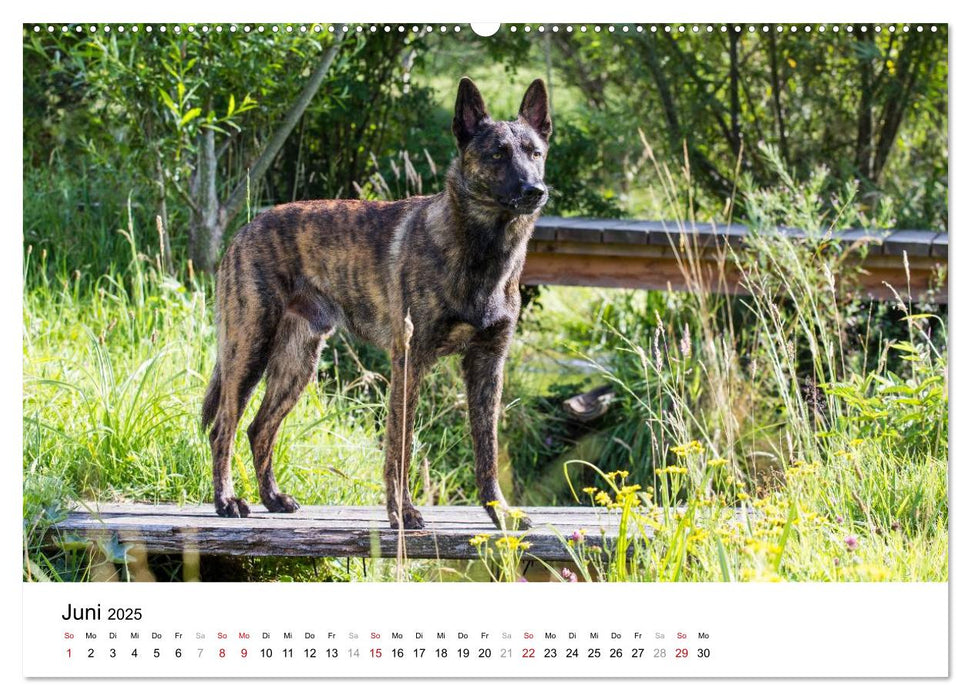 ausdrucksvolle Holländische Schäferhunde (CALVENDO Wandkalender 2025)