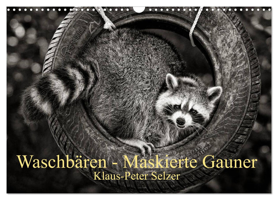 Waschbären - Maskierte Gauner (CALVENDO Wandkalender 2025)