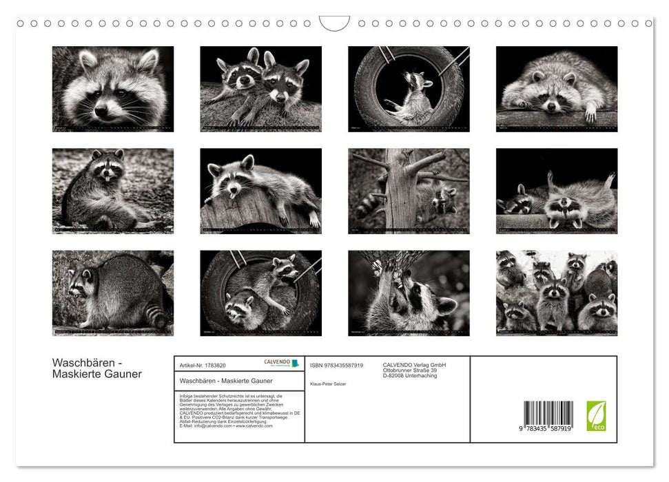 Waschbären - Maskierte Gauner (CALVENDO Wandkalender 2025)