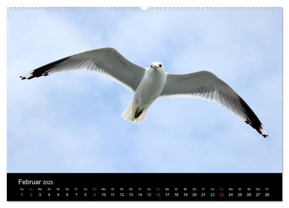 Amrum, Perle der Nordsee (CALVENDO Wandkalender 2025)