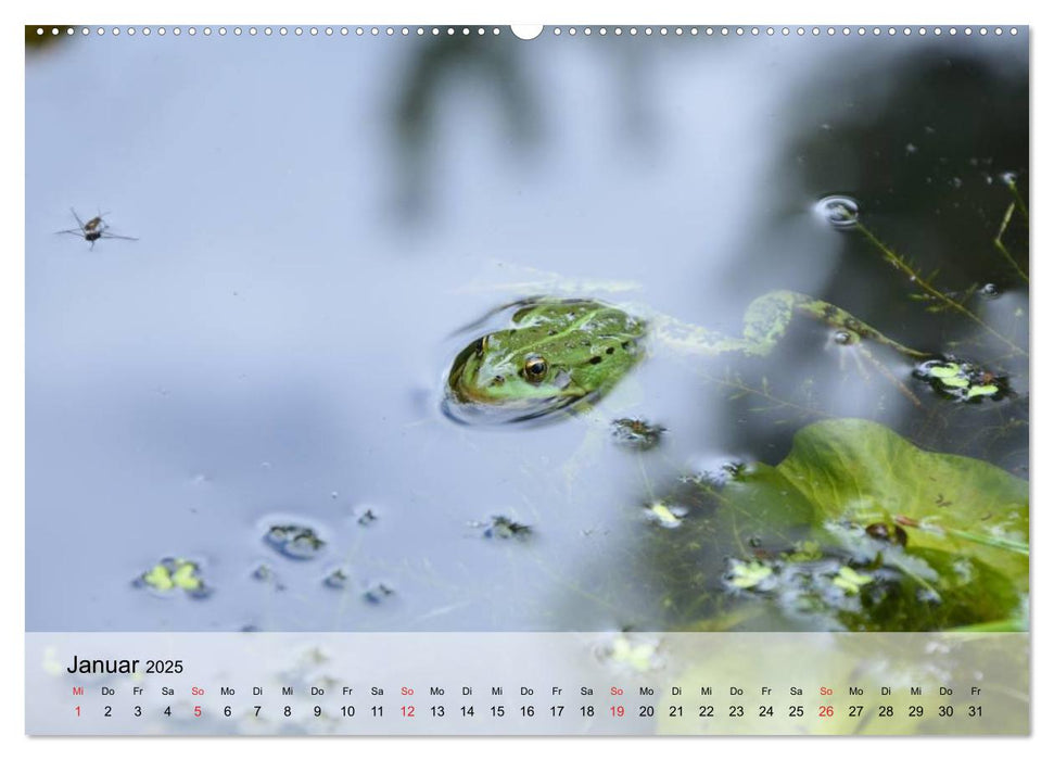 Frosch müsste man sein! (CALVENDO Premium Wandkalender 2025)