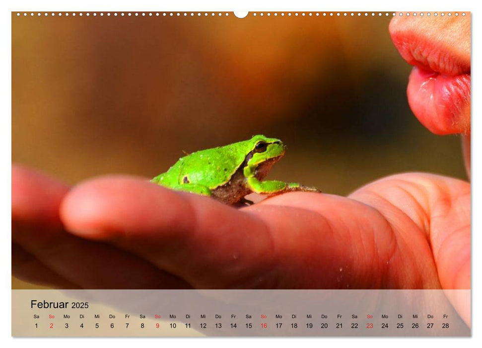 Frosch müsste man sein! (CALVENDO Premium Wandkalender 2025)