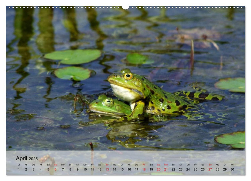 Frosch müsste man sein! (CALVENDO Premium Wandkalender 2025)