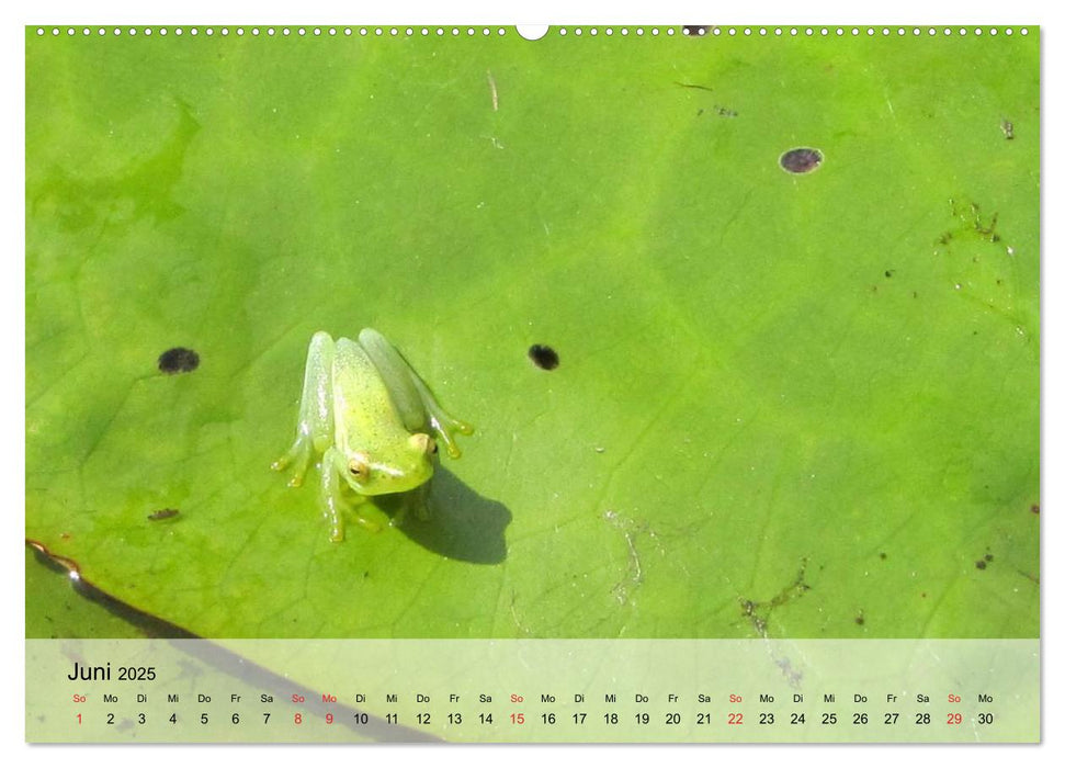 Frosch müsste man sein! (CALVENDO Premium Wandkalender 2025)