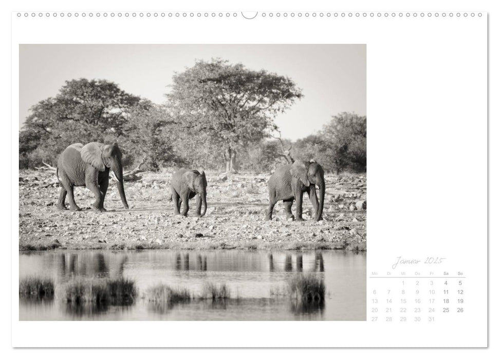 Elefanten in Etosha (CALVENDO Premium Wandkalender 2025)