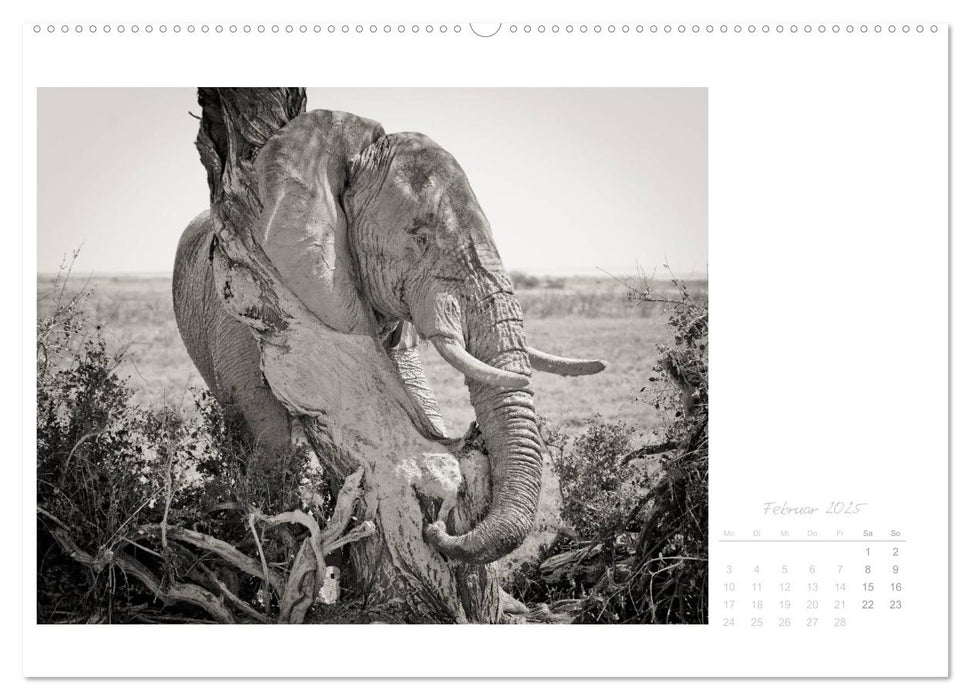 Elefanten in Etosha (CALVENDO Premium Wandkalender 2025)