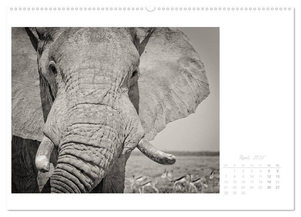 Elefanten in Etosha (CALVENDO Premium Wandkalender 2025)