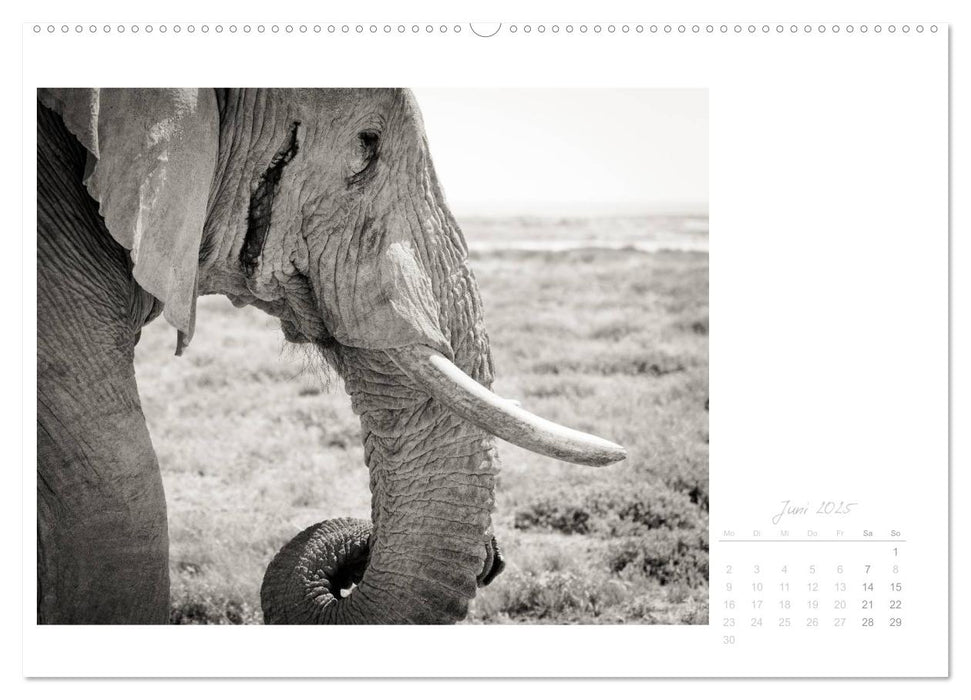 Elefanten in Etosha (CALVENDO Premium Wandkalender 2025)