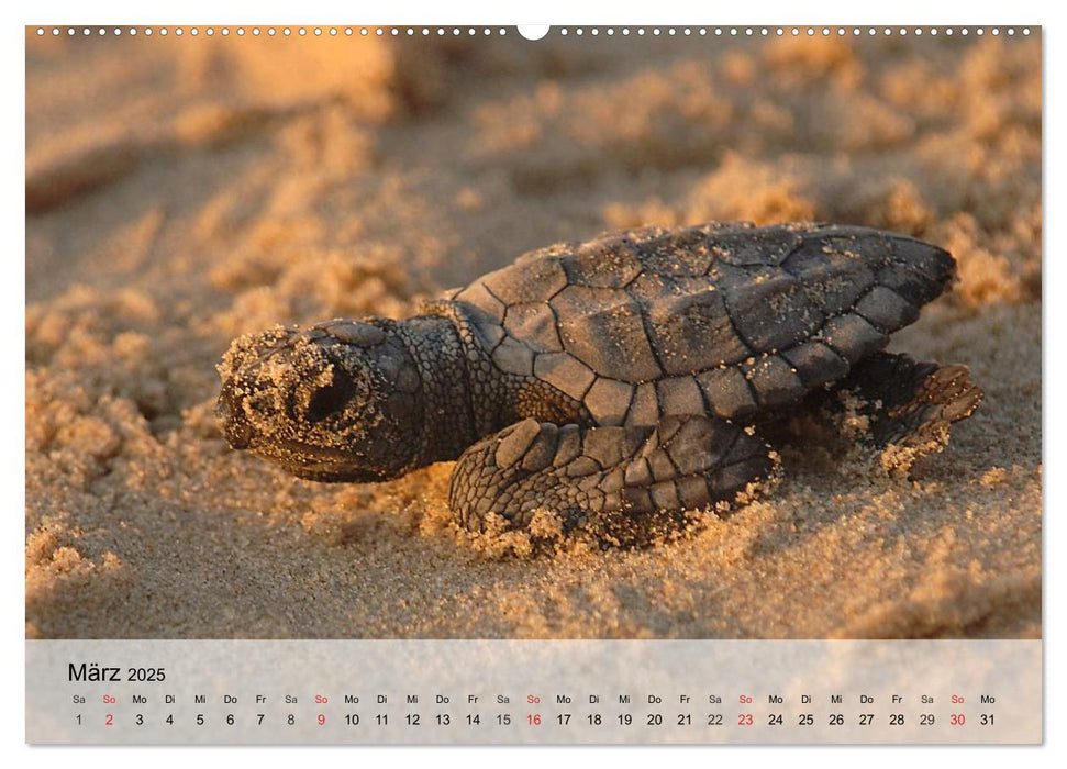 Meeresschildkröten. Nomaden der Ozeane (CALVENDO Wandkalender 2025)