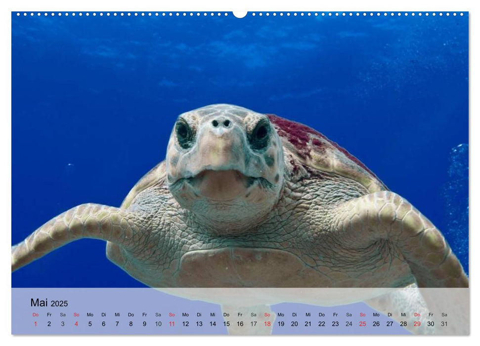 Meeresschildkröten. Nomaden der Ozeane (CALVENDO Wandkalender 2025)