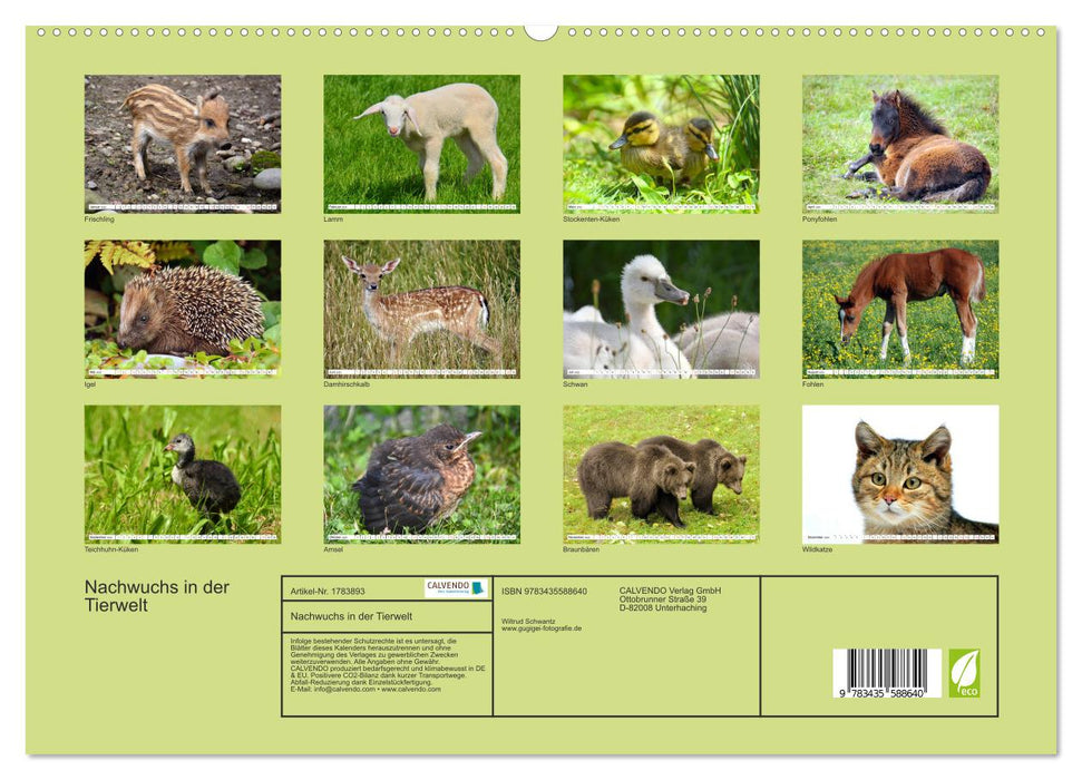 Nachwuchs in der Tierwelt (CALVENDO Premium Wandkalender 2025)