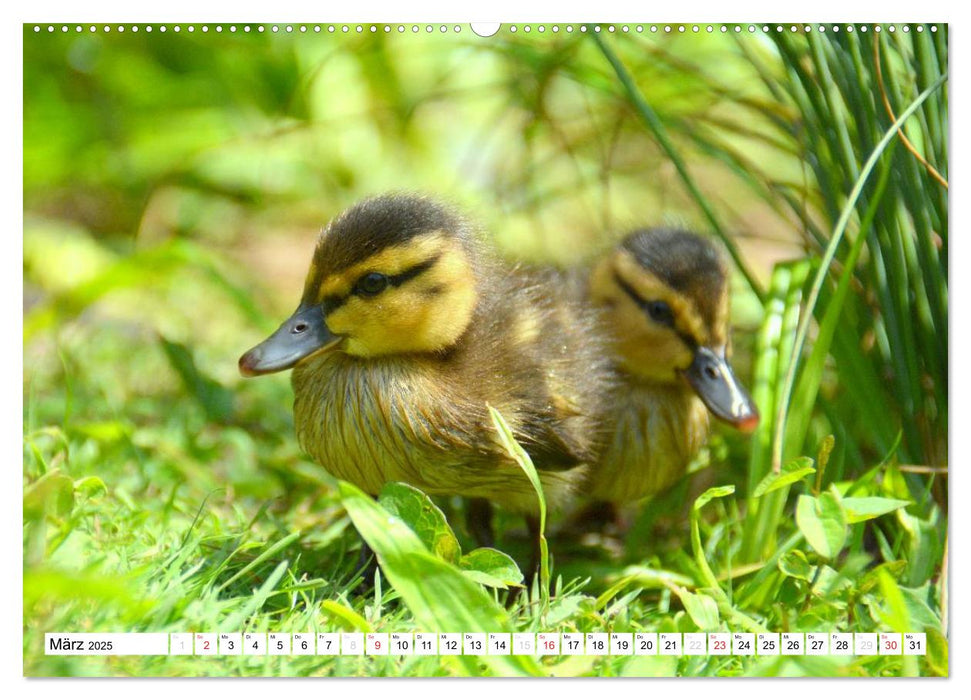 Nachwuchs in der Tierwelt (CALVENDO Premium Wandkalender 2025)