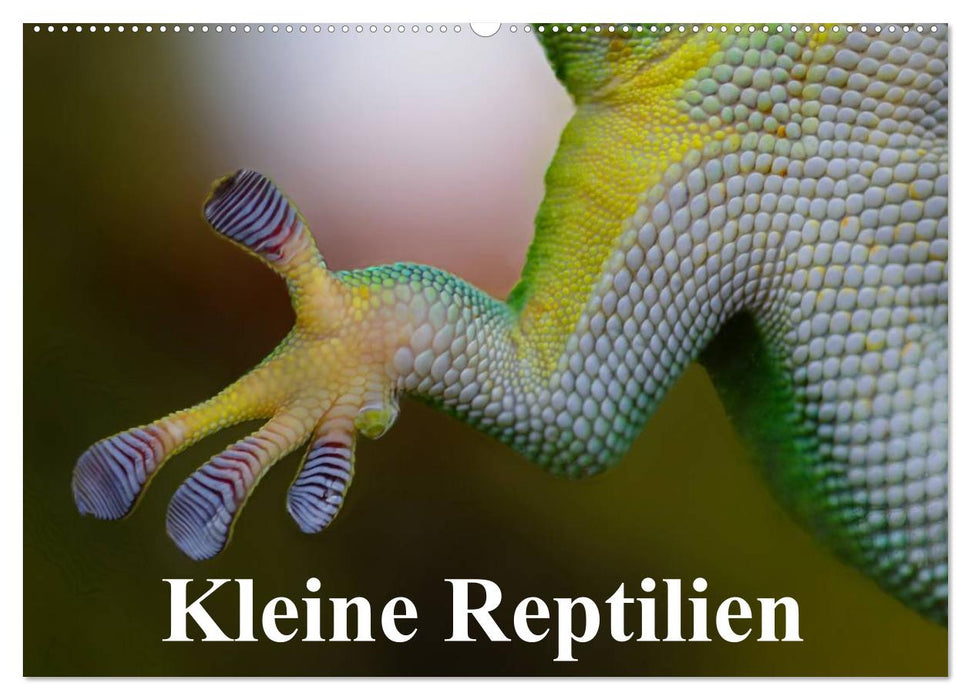 Kleine Reptilien (CALVENDO Wandkalender 2025)