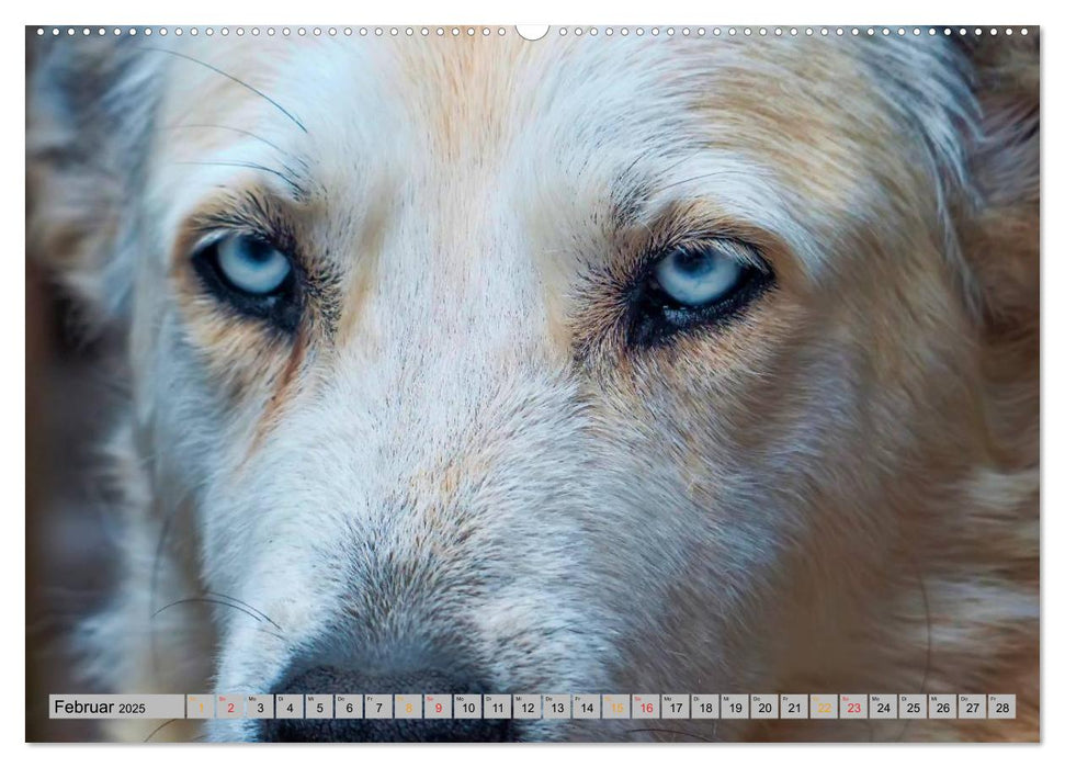Huskies - Schlittenhunde (CALVENDO Wandkalender 2025)