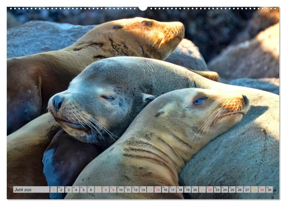Robben - überall zuhause (CALVENDO Wandkalender 2025)