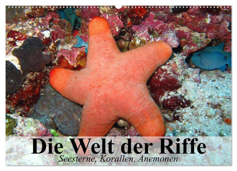 Die Welt der Riffe. Seesterne, Korallen, Anemonen (CALVENDO Wandkalender 2025)