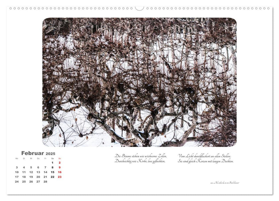 Max Dauthendey - Mit dem Wald durchs Jahr (CALVENDO Premium Wandkalender 2025)