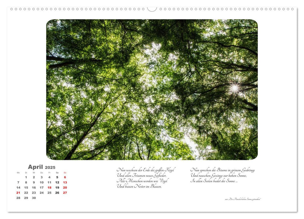 Max Dauthendey - Mit dem Wald durchs Jahr (CALVENDO Premium Wandkalender 2025)