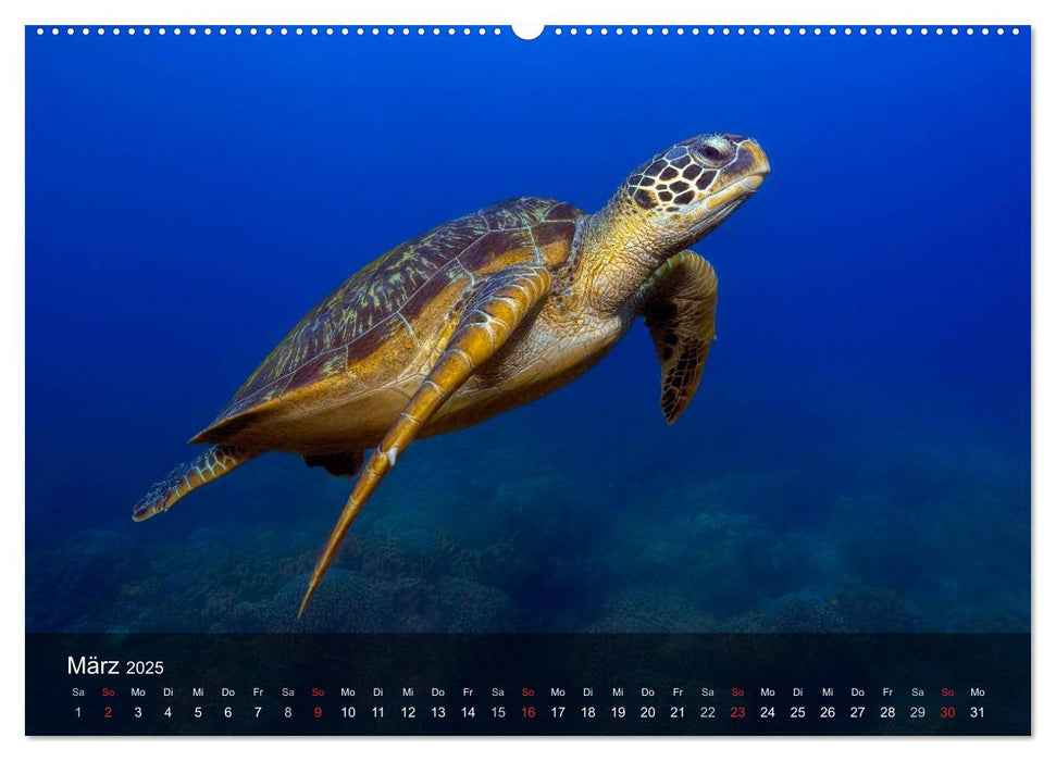 Schildkröten des Ozeans (CALVENDO Premium Wandkalender 2025)