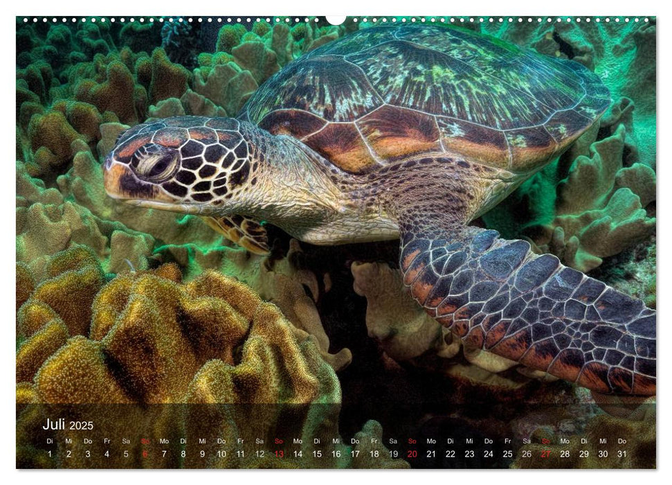 Schildkröten des Ozeans (CALVENDO Premium Wandkalender 2025)