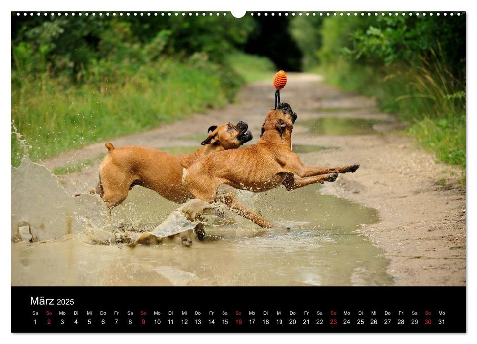 Boxer ? Was sonst ! (CALVENDO Premium Wandkalender 2025)