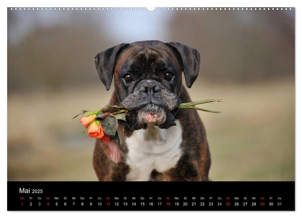 Boxer ? Was sonst ! (CALVENDO Premium Wandkalender 2025)