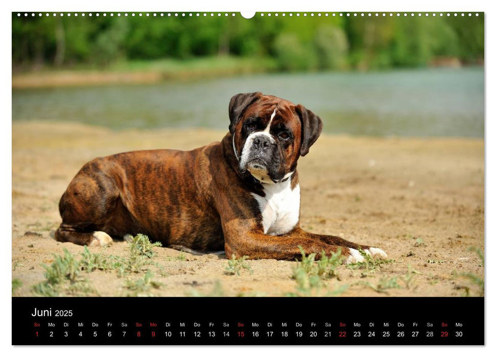 Boxer ? Was sonst ! (CALVENDO Premium Wandkalender 2025)