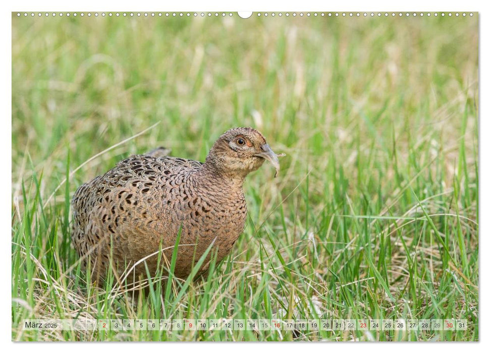 Emotionale Momente: Der Jagdfasan. (CALVENDO Premium Wandkalender 2025)