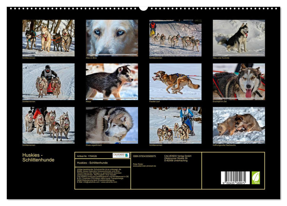 Huskies - Schlittenhunde (CALVENDO Premium Wandkalender 2025)