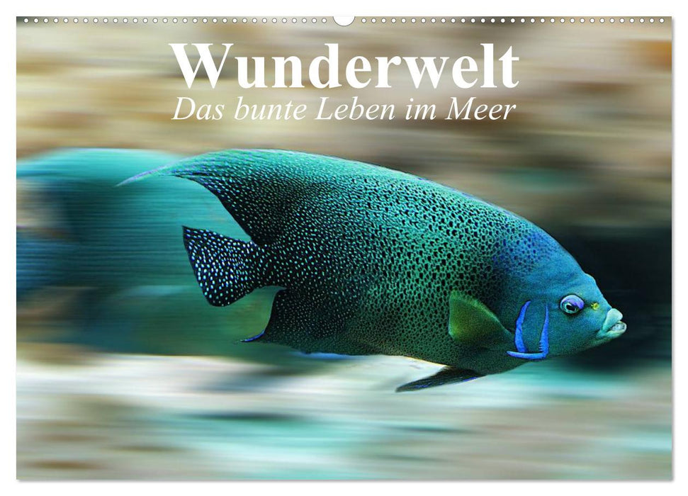 Wunderwelt. Das bunte Leben im Meer (CALVENDO Wandkalender 2025)