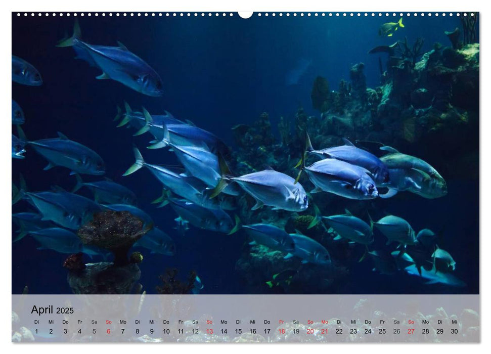 Wunderwelt. Das bunte Leben im Meer (CALVENDO Wandkalender 2025)