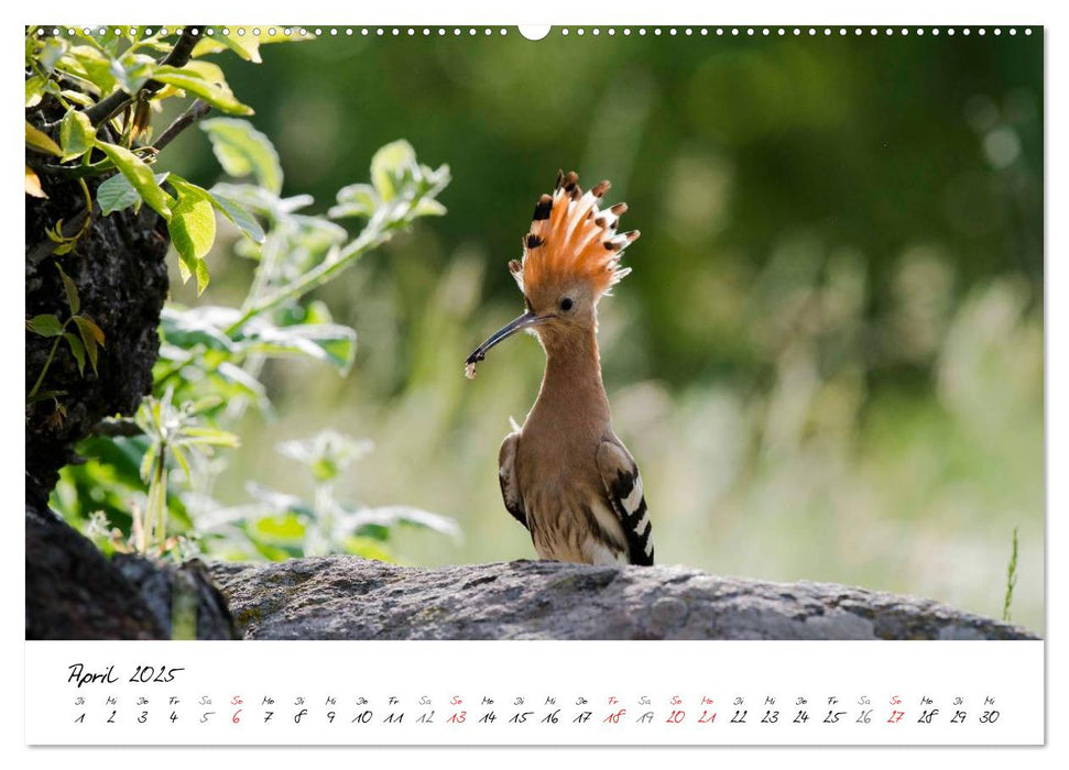 Vögel Europas 2025 (CALVENDO Premium Wandkalender 2025)