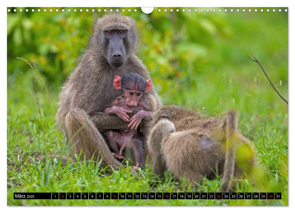 Safari durch das Südliche Afrika (CALVENDO Wandkalender 2025)