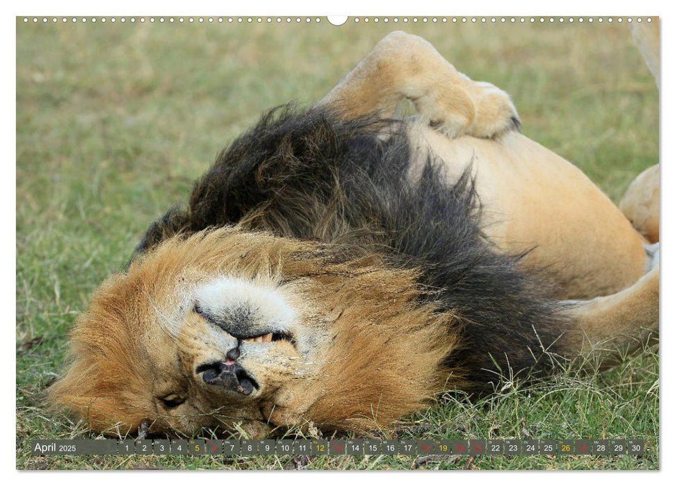 Löwen und Leoparden - Begegnungen in Afrika (CALVENDO Premium Wandkalender 2025)