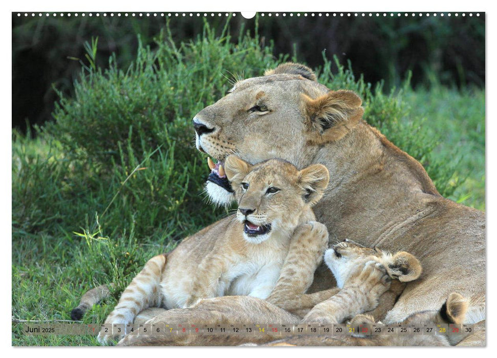 Löwen und Leoparden - Begegnungen in Afrika (CALVENDO Premium Wandkalender 2025)